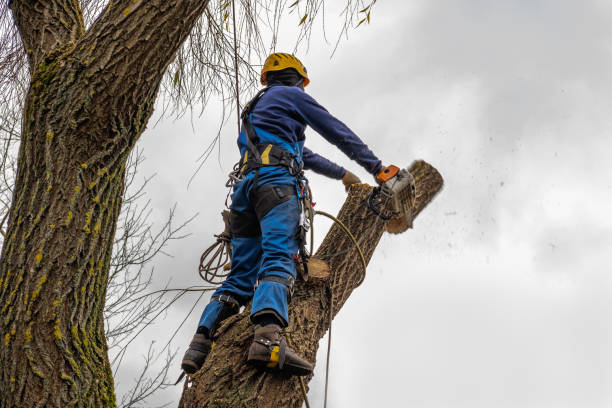 Tree Care Services